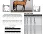 Preview: Horseware; RAMBO Protector - silver/navy