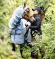 Preview: Horseware; AMIGO Pony Ripstop Hoody - azure