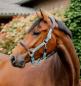 Preview: Horseware; Signature Competition Halfter - braun / blue haze