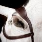 Preview: Horseware; MICKLEM 2 Deluxe Competition Bridle mit Zügel - dark havana