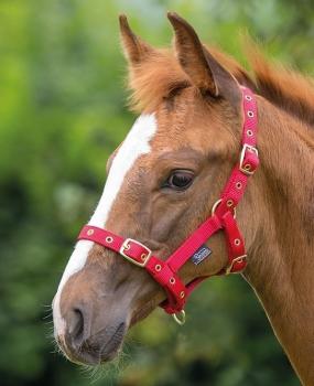 Shires; Nylon-Fohlenhalfter - rot