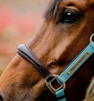 Horseware; Signature Competition Halfter - braun / blue haze