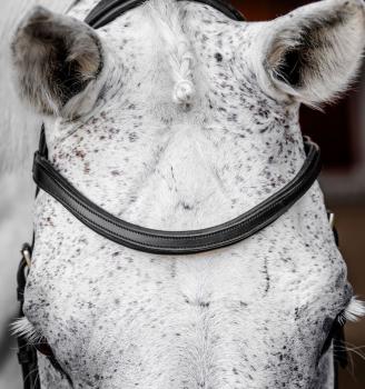 Preview: Horseware; MICKLEM Competition Bridle - schwarz