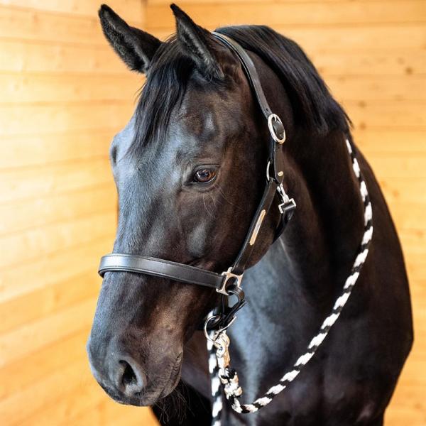 Equest; Lederhalfter Inscribe - schwarz