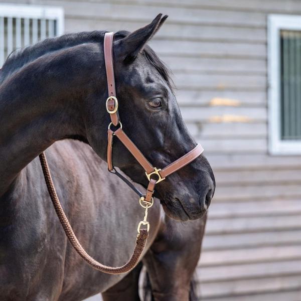 Equest; Lederhalfter Inscribe - cognac