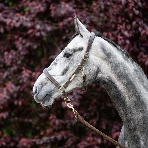 Equest; Lederhalfter Inscribe - mokka