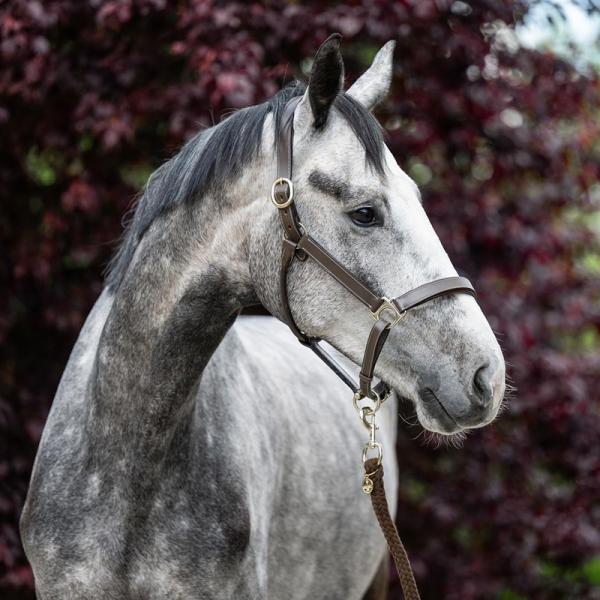 Equest; Lederhalfter Inscribe - mokka