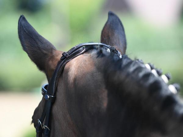 Busse; Zaum Feeling - schwarz