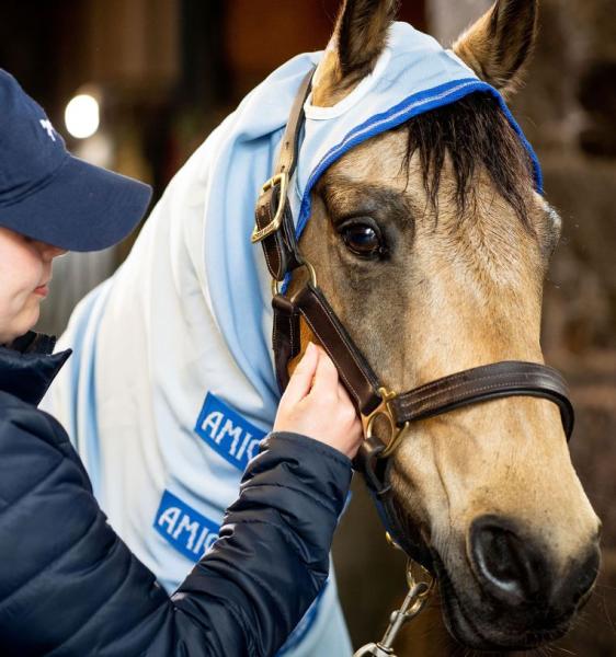 Horseware; AMIGO Pony Ripstop Hoody - azure