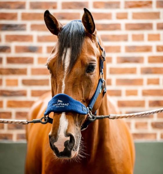 Horseware; Signature Grooming Halfter - navy